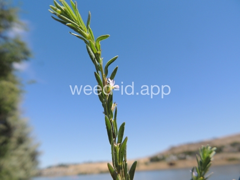 loosestrife, hyssop